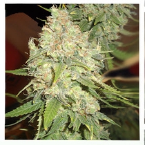 Blackberry OG CBD Feminised (Emerald Triangle Seeds) Cannabis Seeds