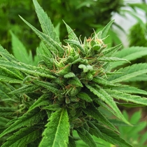 Blueberry Headband Auto Feminised (Emerald Triangle Seeds) Cannabis Seeds