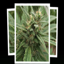 Blueberry Headband Auto Regular (Emerald Triangle Seeds) Cannabis Seeds