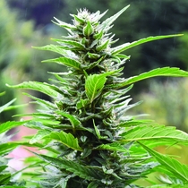Blueberry Headband CBD Regular (Emerald Triangle Seeds) Cannabis Seeds