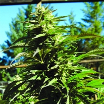 Blueberry Headband Regular (Emerald Triangle Seeds) Cannabis Seeds