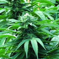 Bubba 76 Feminised (Emerald Triangle Seeds) Cannabis Seeds