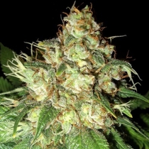 Bubba Cheese Auto Feminised (Emerald Triangle Seeds) Cannabis Seeds