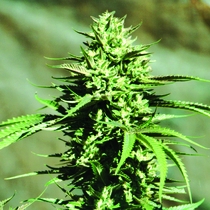 California Wildfire Feminised (Emerald Triangle Seeds) Cannabis Seeds
