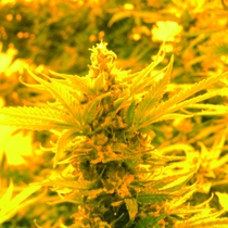 Cheesy Headband Regular (Emerald Triangle) Cannabis Seeds