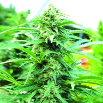 Cherry OG Feminised (Emerald Triangle Seeds) Cannabis Seeds