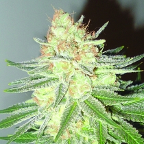 Cotton Candy Cane Feminised (Emerald Triangle Seeds) Cannabis Seeds