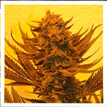 Critical 707 CBD Regular (Emerald Triangle Seeds) Cannabis Seeds