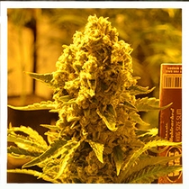 Critical 707 Feminised (Emerald Triangle Seeds) Cannabis Seeds