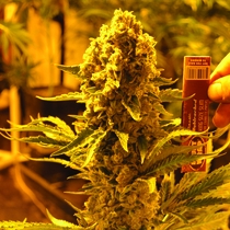 Critical 707 Regular (Emerald Triangle Seeds) Cannabis Seeds