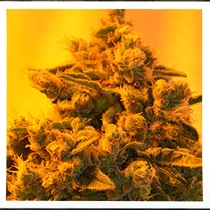 Critical Sour Diesel Feminised (Emerald Triangle Seeds) Cannabis Seeds