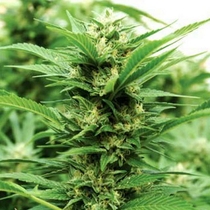 Emerald Jack Feminised (Emerald Triangle Seeds) Cannabis Seeds