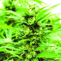 Emerald Jack Regular (Emerald Triangle Seeds) Cannabis Seeds