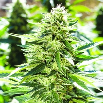 Lemon Diesel Regular (Emerald Triangle Seeds) Cannabis Seeds