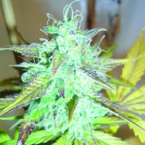 Lemon Haze Auto Regular (Emerald Triangle Seeds) Cannabis Seeds