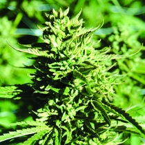Lost Coast OG Feminised (Emerald Triangle Seeds) Cannabis Seeds