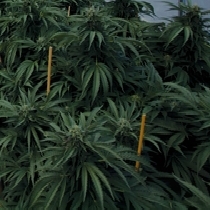 Mastodon Kush Feminised (Emerald Triangle Seeds) Cannabis Seeds