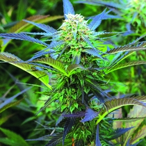 Royal Purple Kush Auto Regular (Emerald Triangle Seeds) Cannabis Seeds