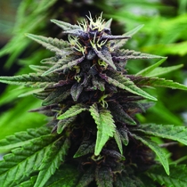 Royal Purple Kush CBD Feminised (Emerald Triangle Seeds) Cannabis Seeds