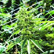 Sour Lemon OG Feminised (Emerald Triangle Seeds) Cannabis Seeds