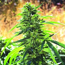 Super Sour OG Feminised (Emerald Triangle Seeds) Cannabis Seeds