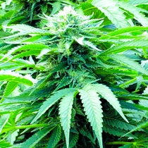 Trinity Kush Feminised (Emerald Triangle Seeds) Cannabis Seeds
