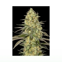 Black Dream (Eva Seeds) Cannabis Seeds