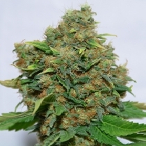 Excalibur (Eva Seeds) Cannabis Seeds
