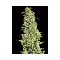 High Level (Eva Seeds) Cannabis Seeds