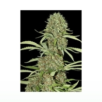 Jamaican Dream (Eva Seeds) Cannabis Seeds