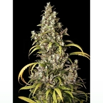 Monster (Eva Seeds) Cannabis Seeds
