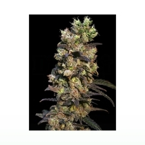 Pink Plant (Eva Seeds) Cannabis Seeds