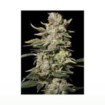 TNT Kush (Eva Seeds) Cannabis Seeds