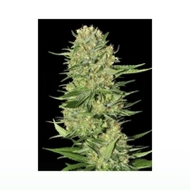 Veneno (Eva Seeds) Cannabis Seeds