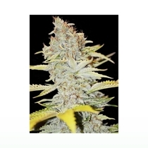 Furious Candy (Eva Seeds) Cannabis Seeds