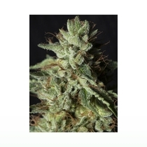 Gorilla Candy (Eva Seeds) Cannabis Seeds