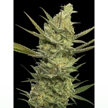 Gipsy Haze (Eva Seeds) Cannabis Seeds