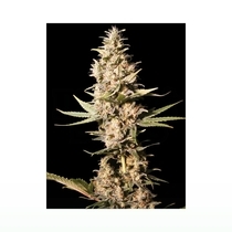 Missing in Barcelona (Eva Seeds) Cannabis Seeds