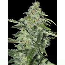 TNT Kush CBD (Eva Seeds) Cannabis Seeds