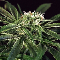 Amnesia #7 Feminised (Exotic Seeds) Cannabis Seeds