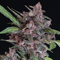 Black Lemon Auto Feminised (Exotic Seeds) Cannabis Seeds