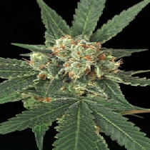 Blue Monkey Feminised (Exotic Seeds) Cannabis Seeds