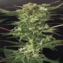 Devil Kush Regular (Exotic Kush) Cannabis Seeds