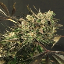 Exotic Colours Feminised (Exotic Seeds) Cannabis Seeds