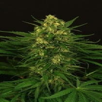Exotic Thai Feminised (Exotic Seeds) Cannabis Seeds