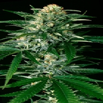 Gypsy Widow Feminised (Exotic Seeds) Cannabis Seeds