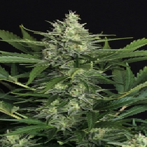 Green Gummy Feminised (Exotic Seeds) Cannabis Seeds