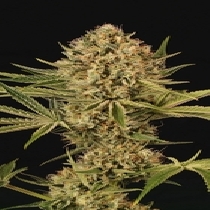 Herz OG Feminised (Exotic Seeds) Cannabis Seeds