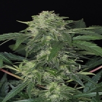 Jungle Fever Auto Feminised (Exotic Seeds) Cannabis Seeds