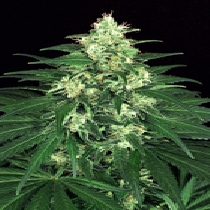 Lemon Candy Feminised (Exotic Seeds) Cannabis Seeds
